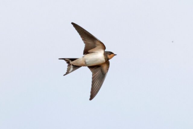 Swallow - Pennington Marsh 5th Sept C Rose