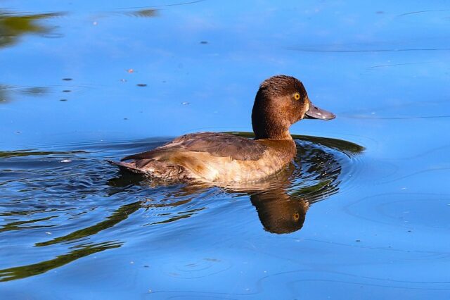 Tufted Duck by Brian Cartwright 21st Sept Anton Lake