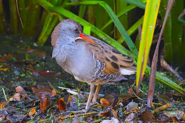 Water Rail by Brian Cartwright 23rd Sept Anton Lake