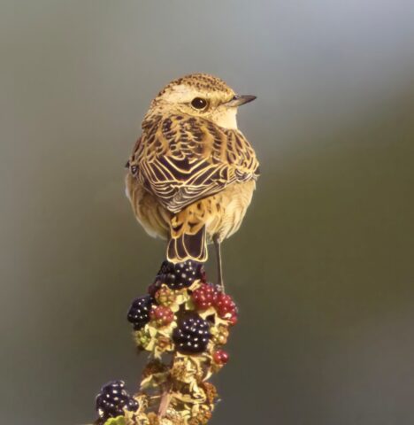 Whinchat by Rob Porter - Sept 2nd, 2026 Hook-with-Warsash.