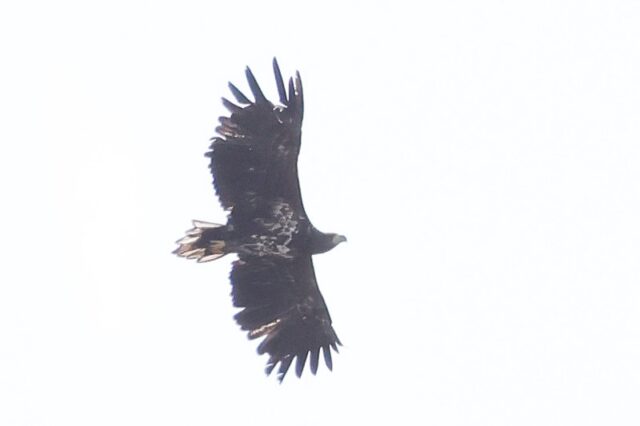 White-tailed Eagle - Pennington Marsh 5th Sept C Rose