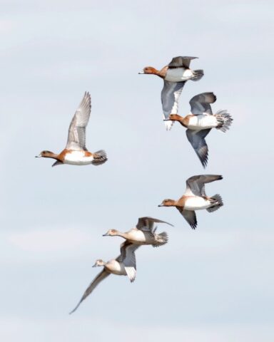 Wigeon - Farlington Marshes 1st Sept C Rose