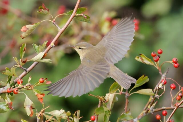 Willow Warbler - Farlington Marshes 1st Sept C Rose