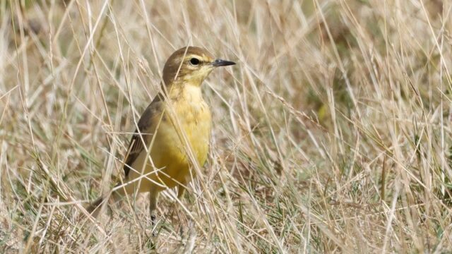 Yellow Wagtail - Farlington Marshes 1st Sept C Rose (3)